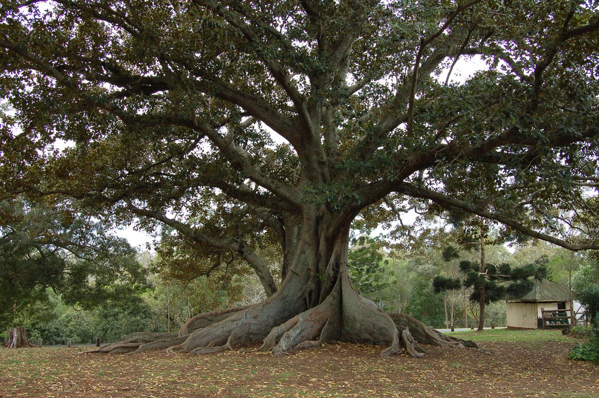Giant fig tree!!!. Fig tree, Tree, Tree image