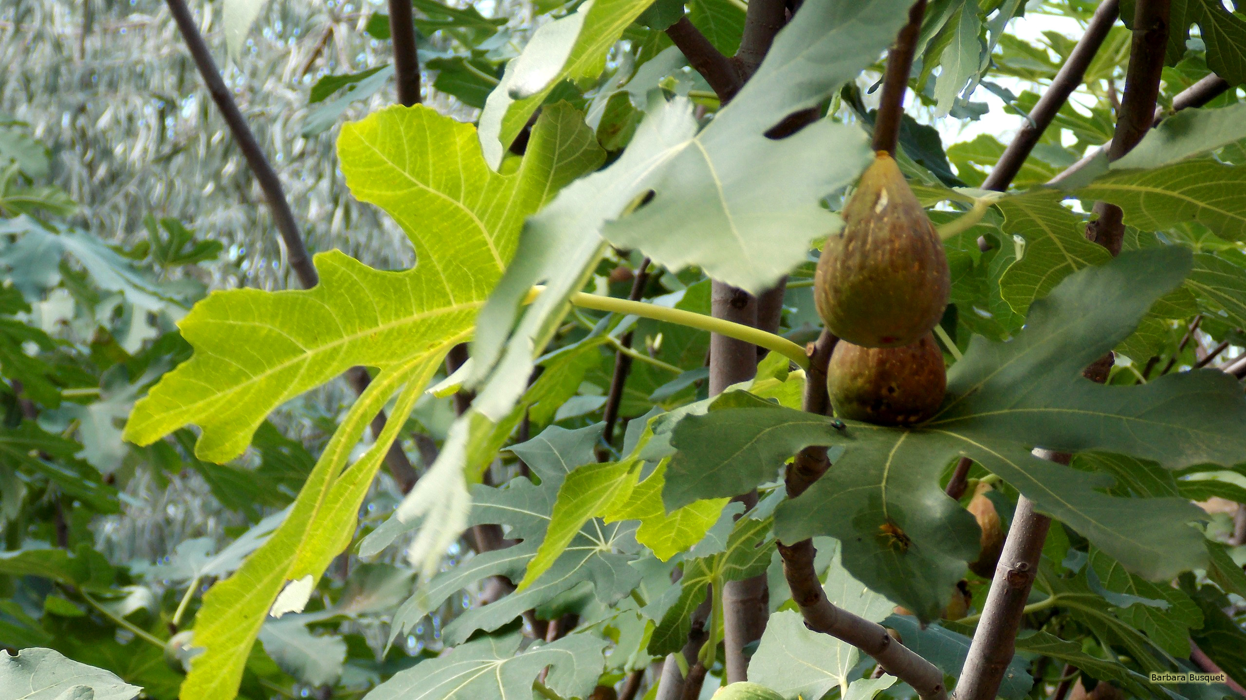 Figs in fig tree's HD Wallpaper