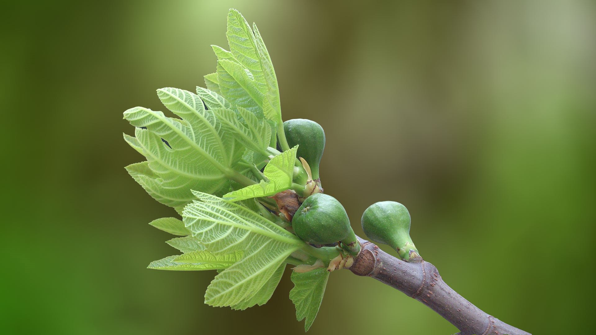 Wallpaper Fig tree in garden 1920x1080 Full HD 2K Picture, Image
