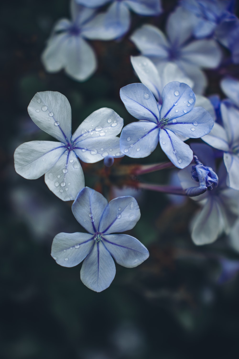 Flowers With Dew Wallpapers Wallpaper Cave