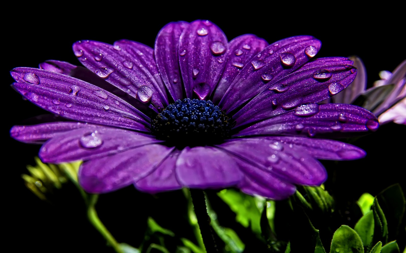 Dew Drops Flowers Wallpaper