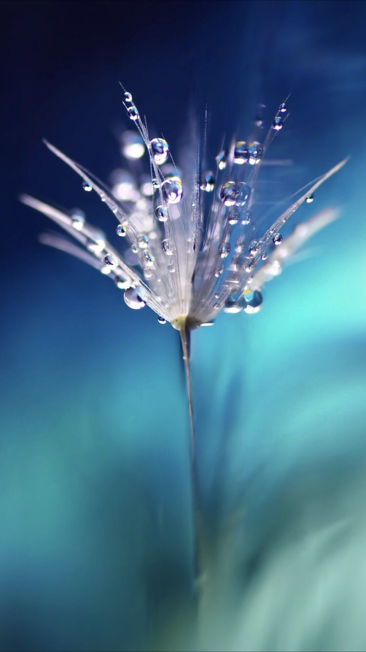 Flowers With Dew Wallpapers - Wallpaper Cave