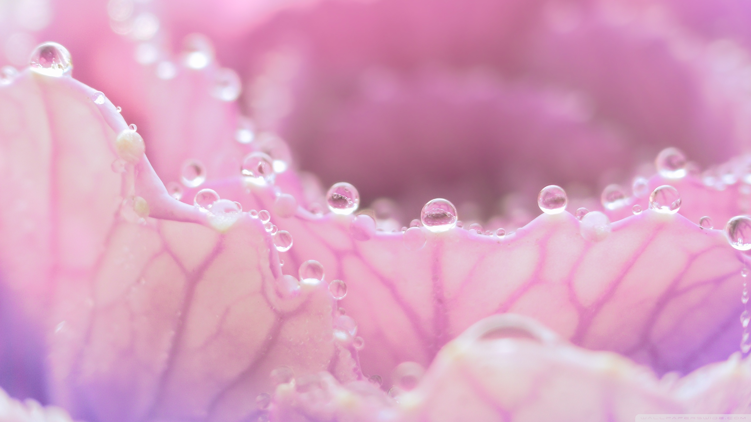 Dew Drops On Pink Flowers