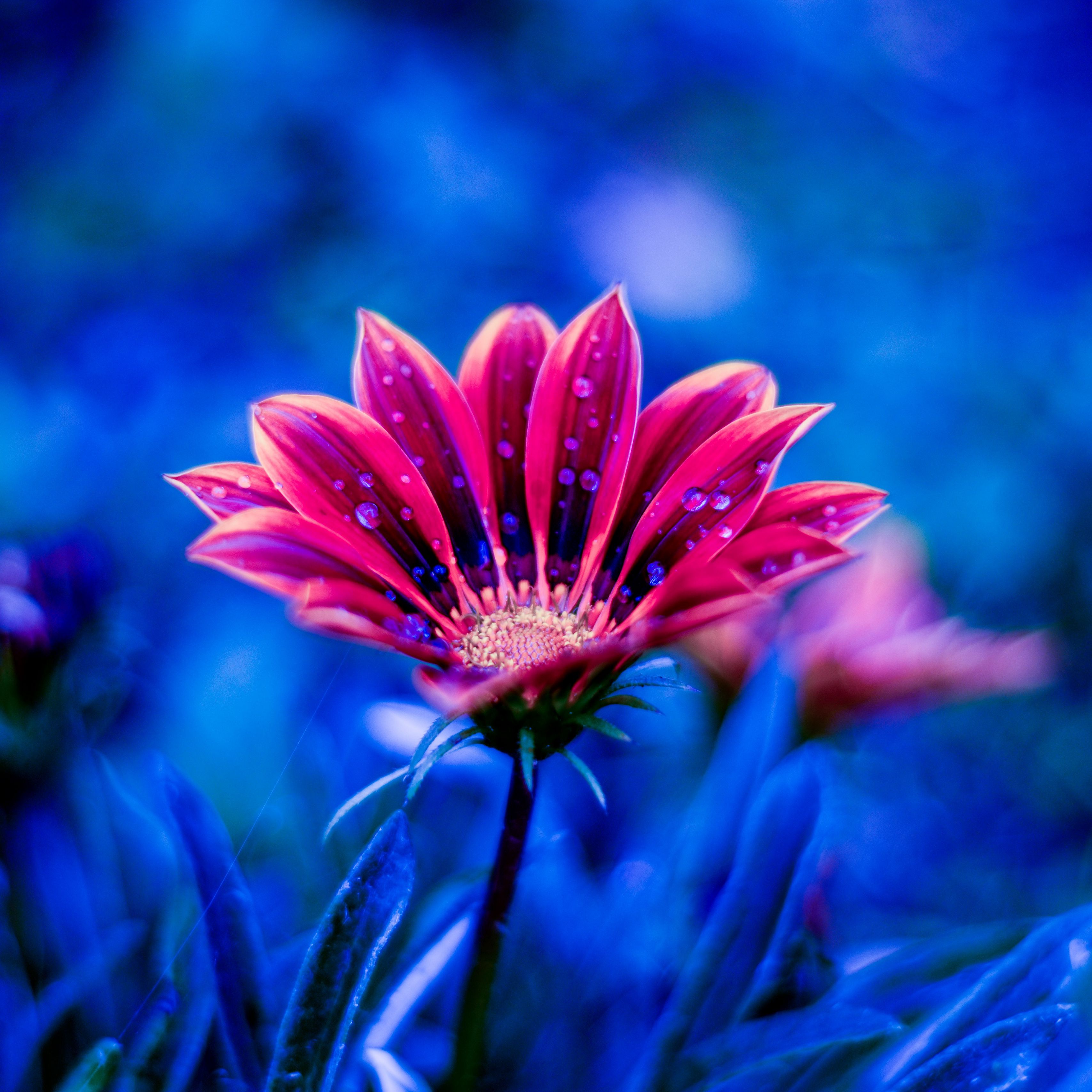 Flowers With Dew Wallpapers - Wallpaper Cave