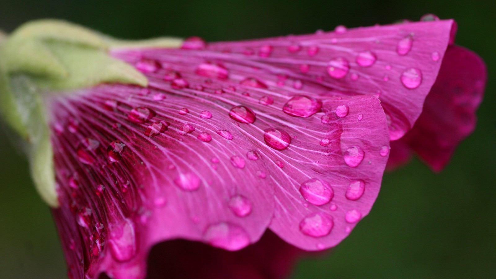 flowers, Dew, Pink Flowers, Water Drops Wallpaper HD / Desktop and Mobile Background