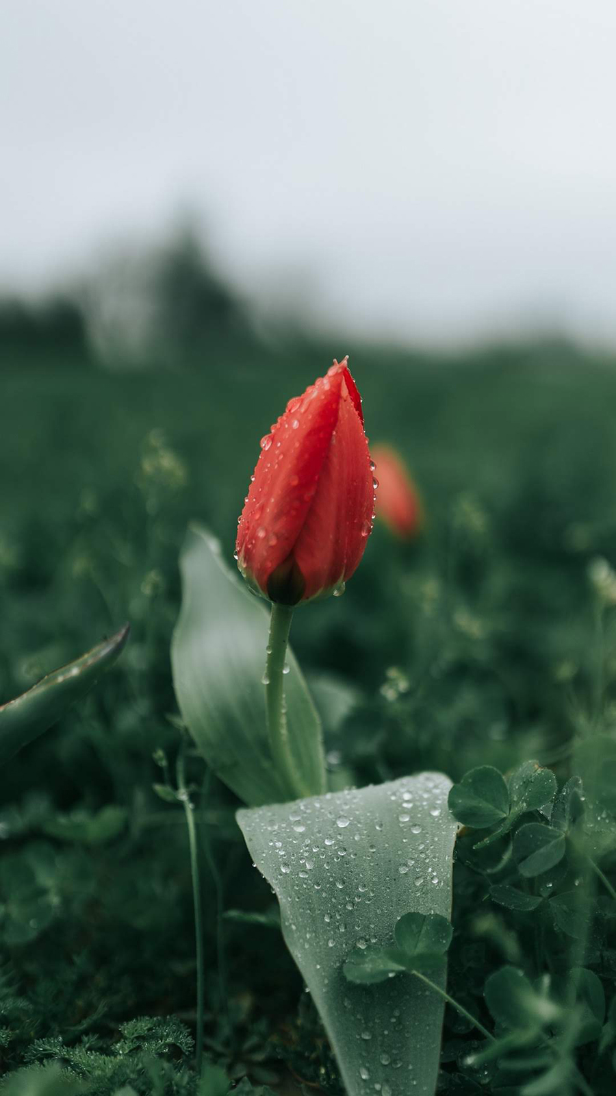 Wet Flowers In Dew Wallpaper & Background Download