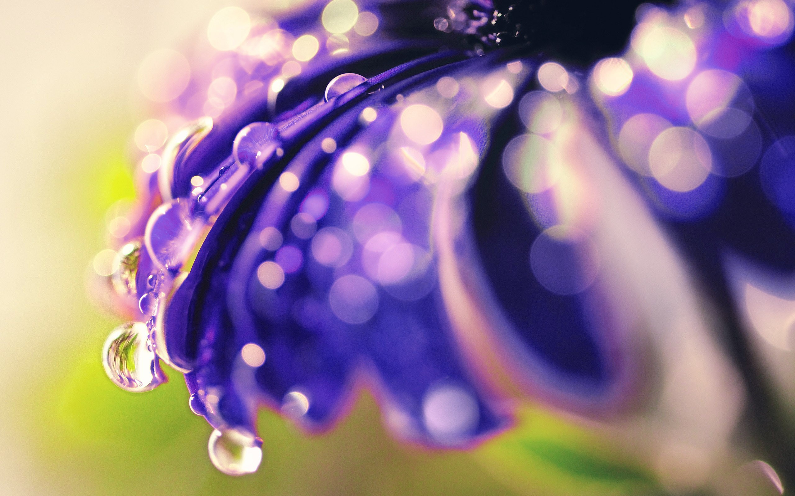 Flowers With Dew Wallpapers - Wallpaper Cave