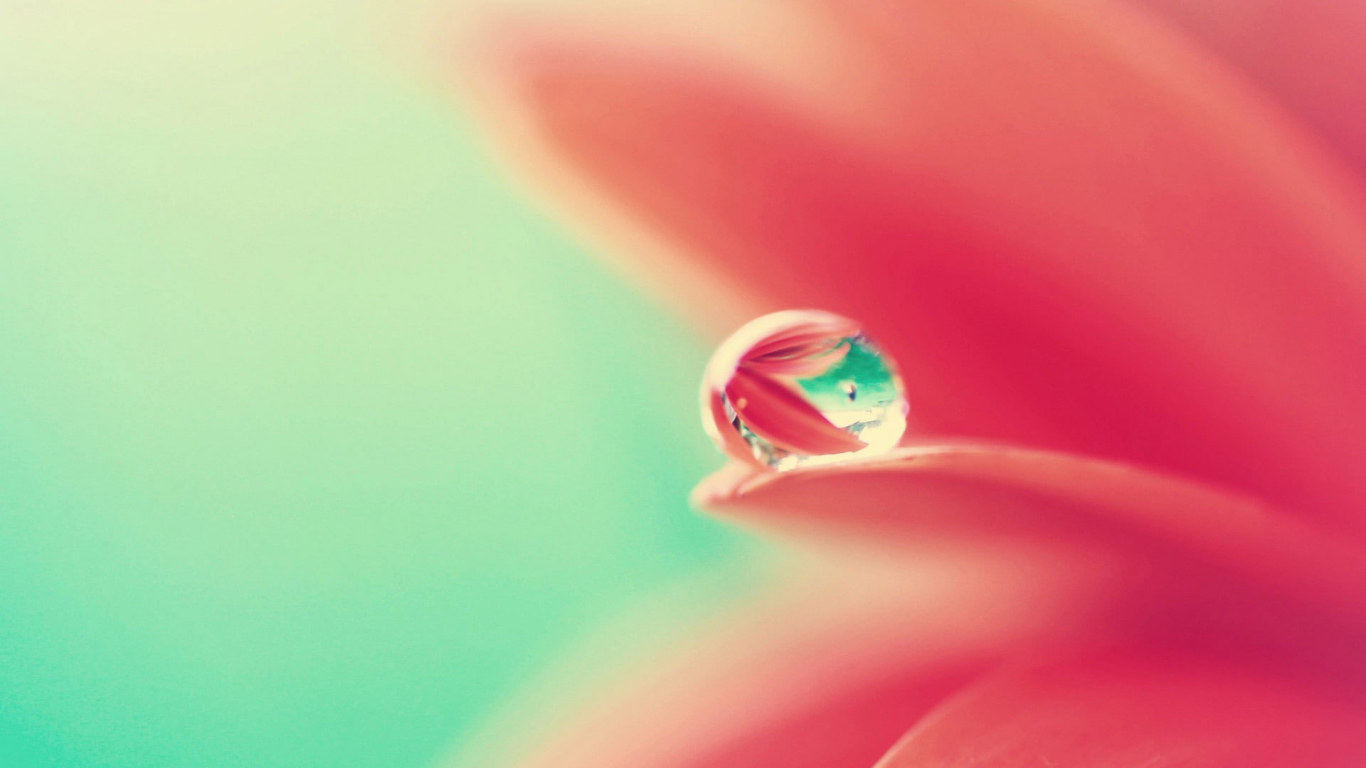 Water Drops Wallpaper, Macro, Flowers, Dew, Petals • Wallpaper For You