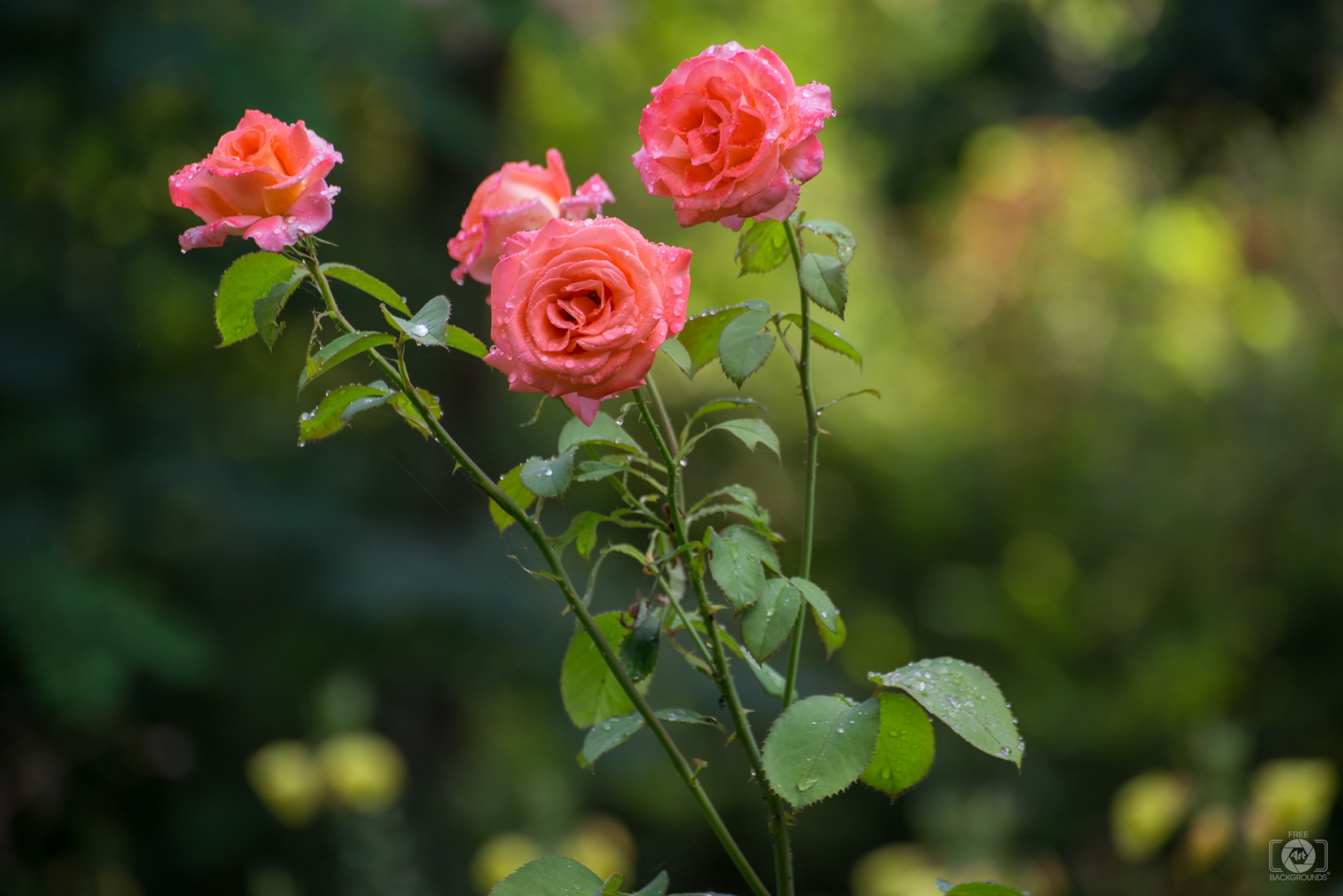 Roses With Morning Dew Drops Background Quality Free Background