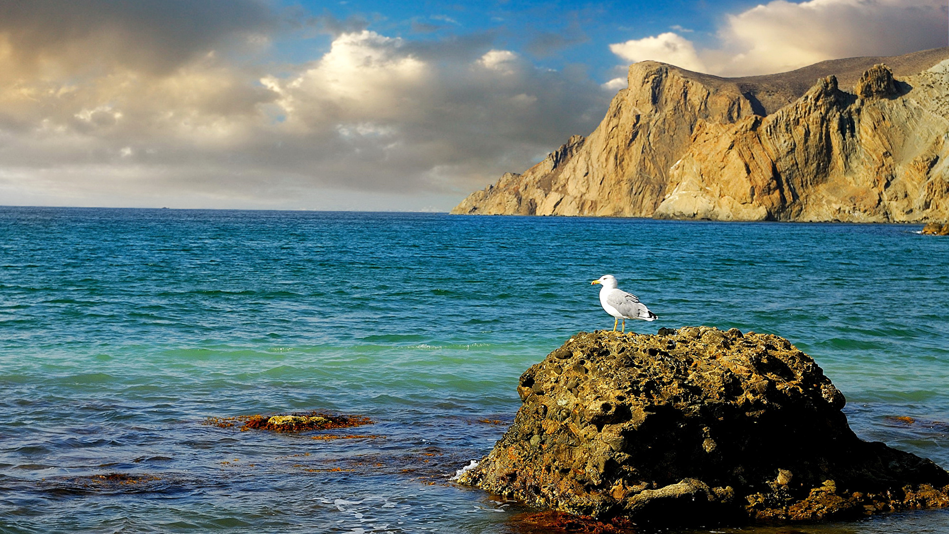 Desktop Wallpaper Crimea seagulls Russia Sea Nature 1920x1080