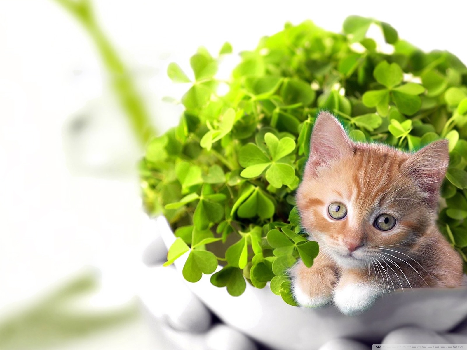 Happy Saint Patrick's Day 2012 Ultra HD Desktop Background Wallpaper for 4K UHD TV, Tablet