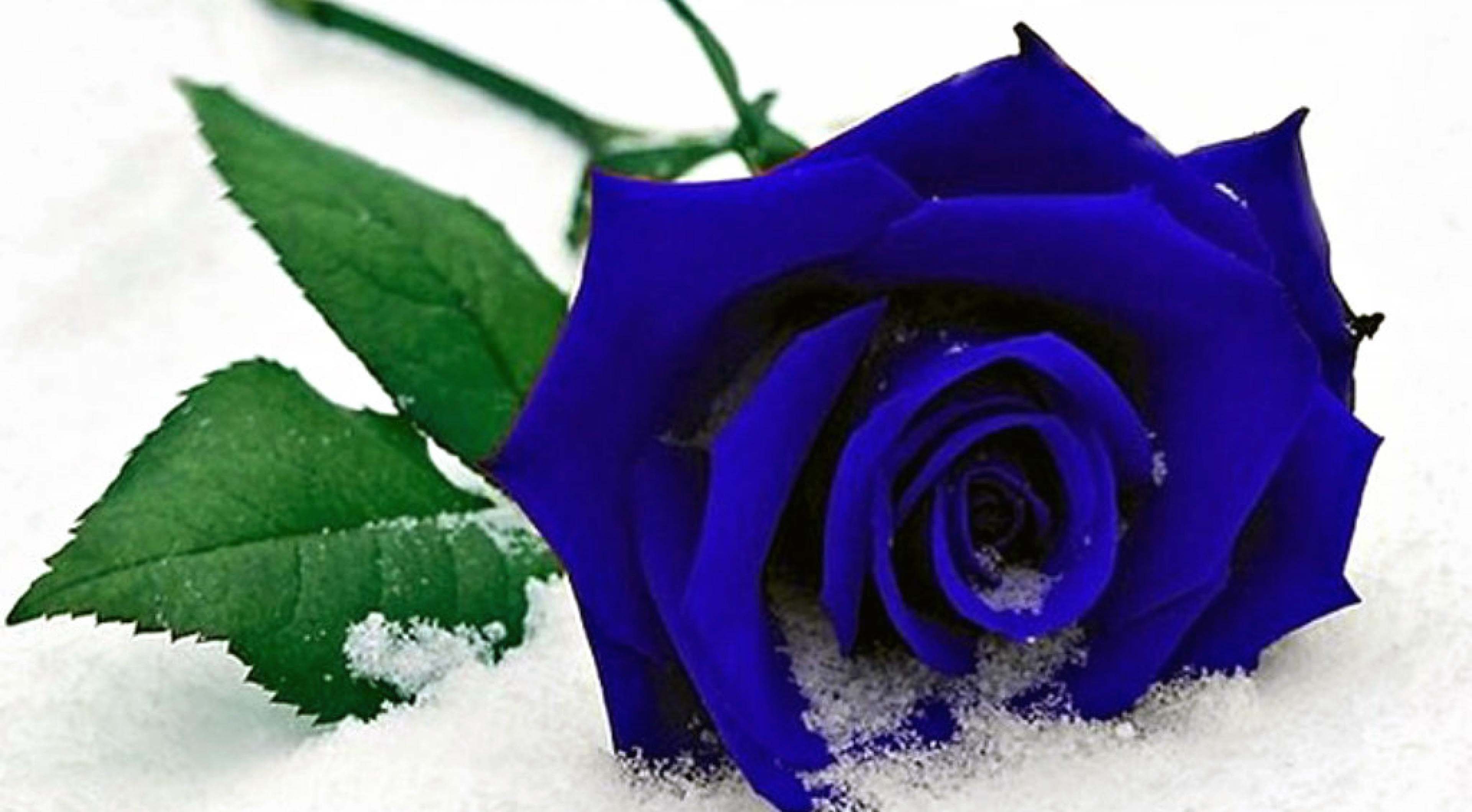 Blue Rose On Snow Beautiful Blue Roses In The World