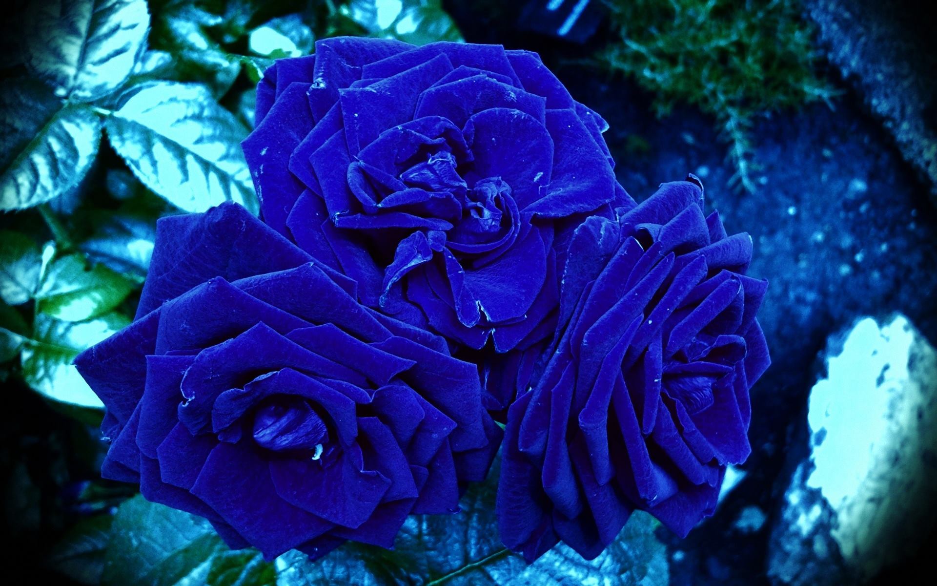Blue Roses HD Wallpaper