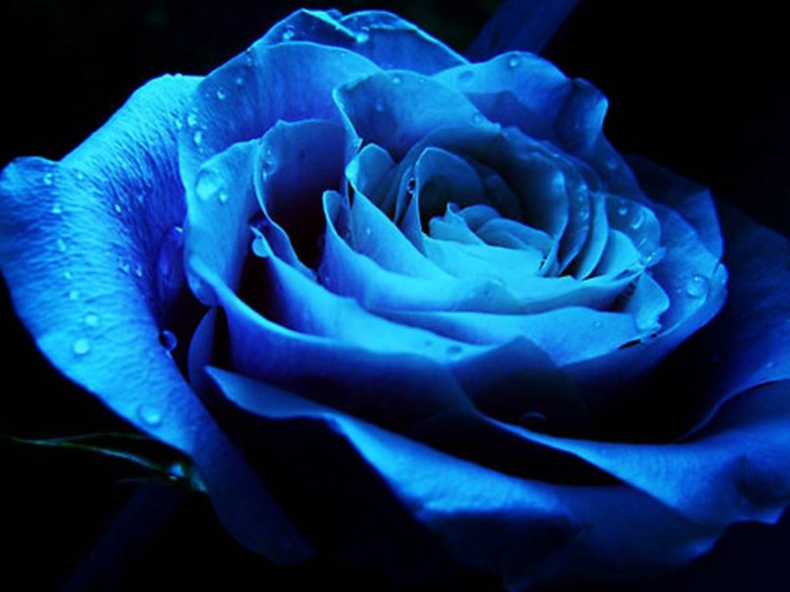 Blue, Rose, Background, Photo, Hd, Wallpaper, Of, Roses HD Photography Wallpaper & Background Download