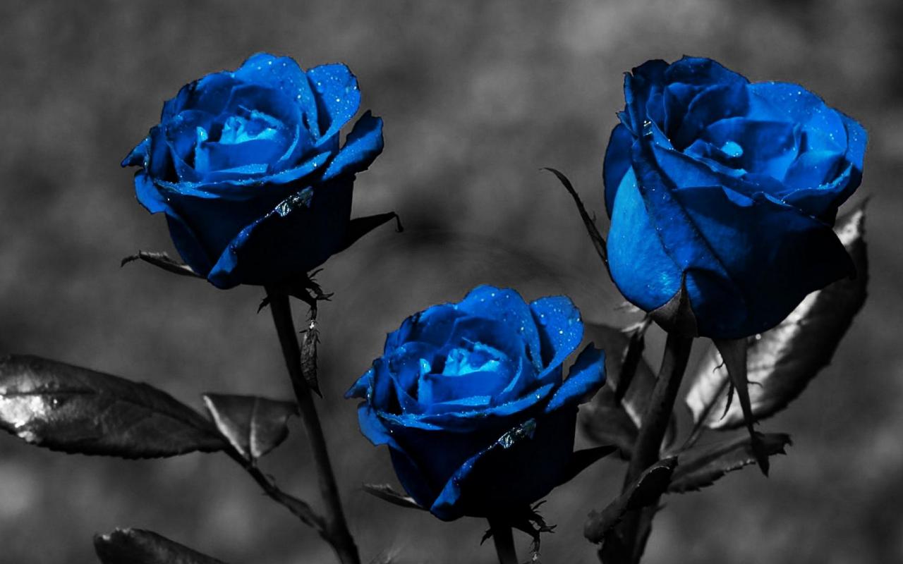 HD wallpaper blue rose selectivecolor photography Love Romance  Romantic  Wallpaper Flare