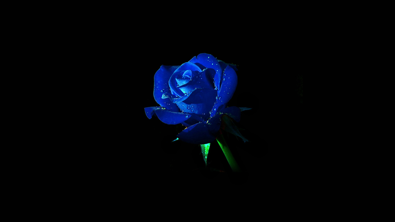 wallpaper for desktop, laptop. blue rose dark flower nature