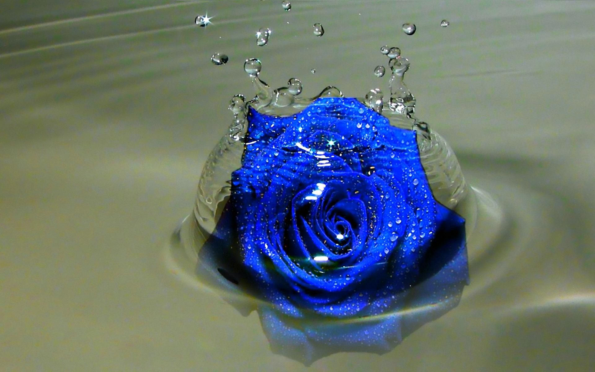 *blue*. Blue roses wallpaper, Rose wallpaper, Beautiful red roses