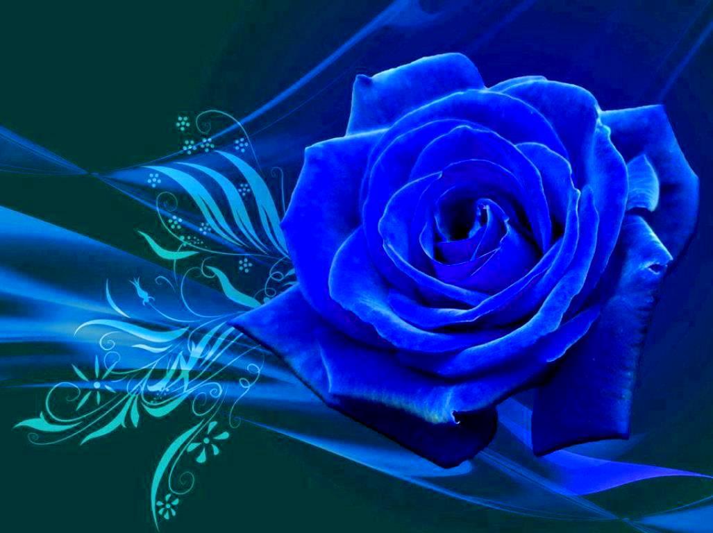 Free download BLUE ROSE WALLPAPER 95643 HD Wallpaper [wallpaperinhqnet] [1027x768] for your Desktop, Mobile & Tablet. Explore Blue Roses Wallpaper. Rose Pattern Wallpaper, Rose Gold Wallpaper, Blue Roses Wallpaper Image