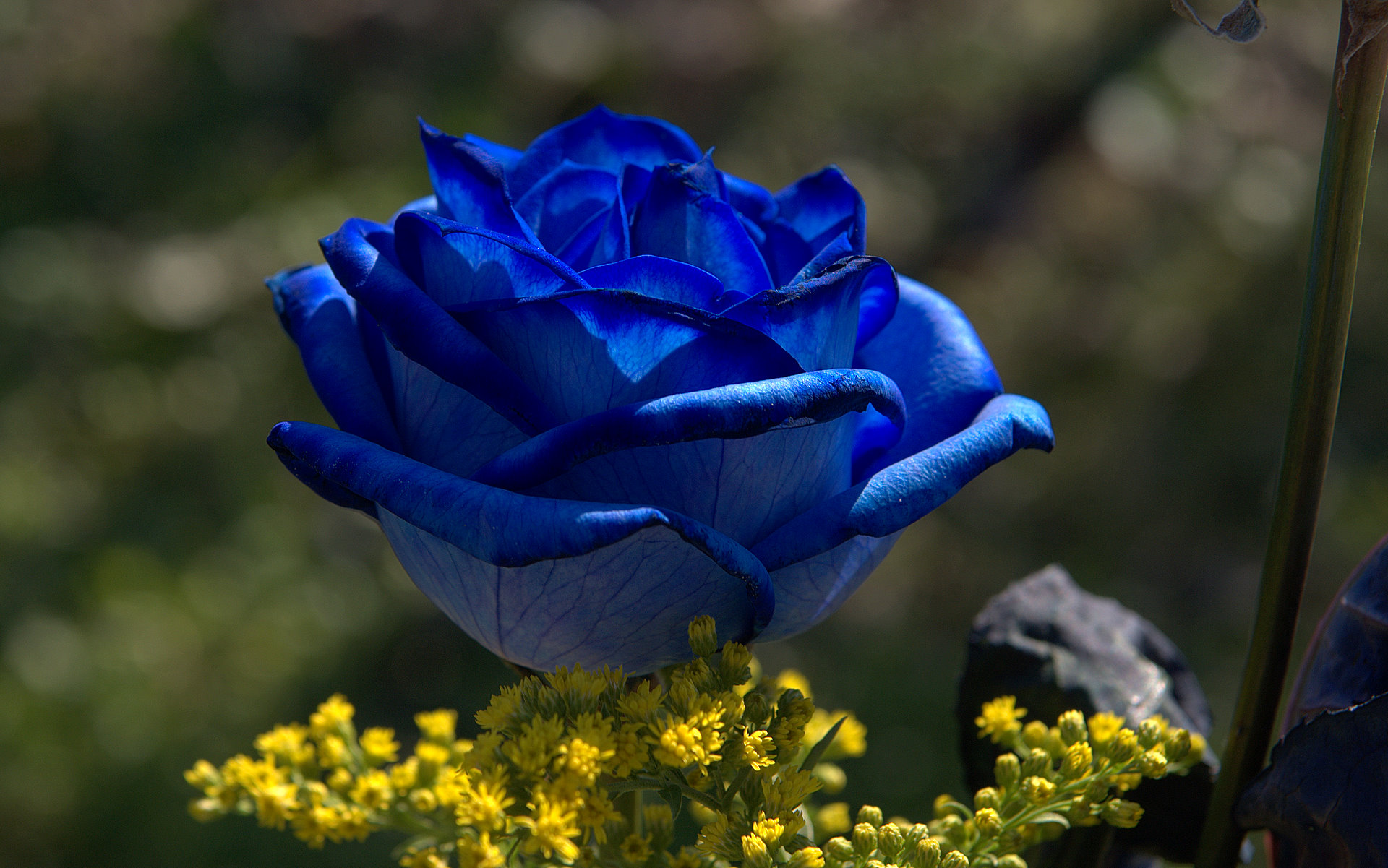 blue rose