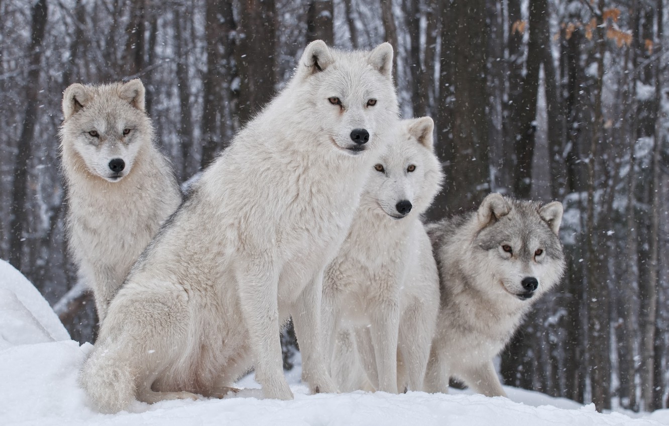 Wallpaper nature, predator, family, wolves, winter.snow image for desktop, section животные