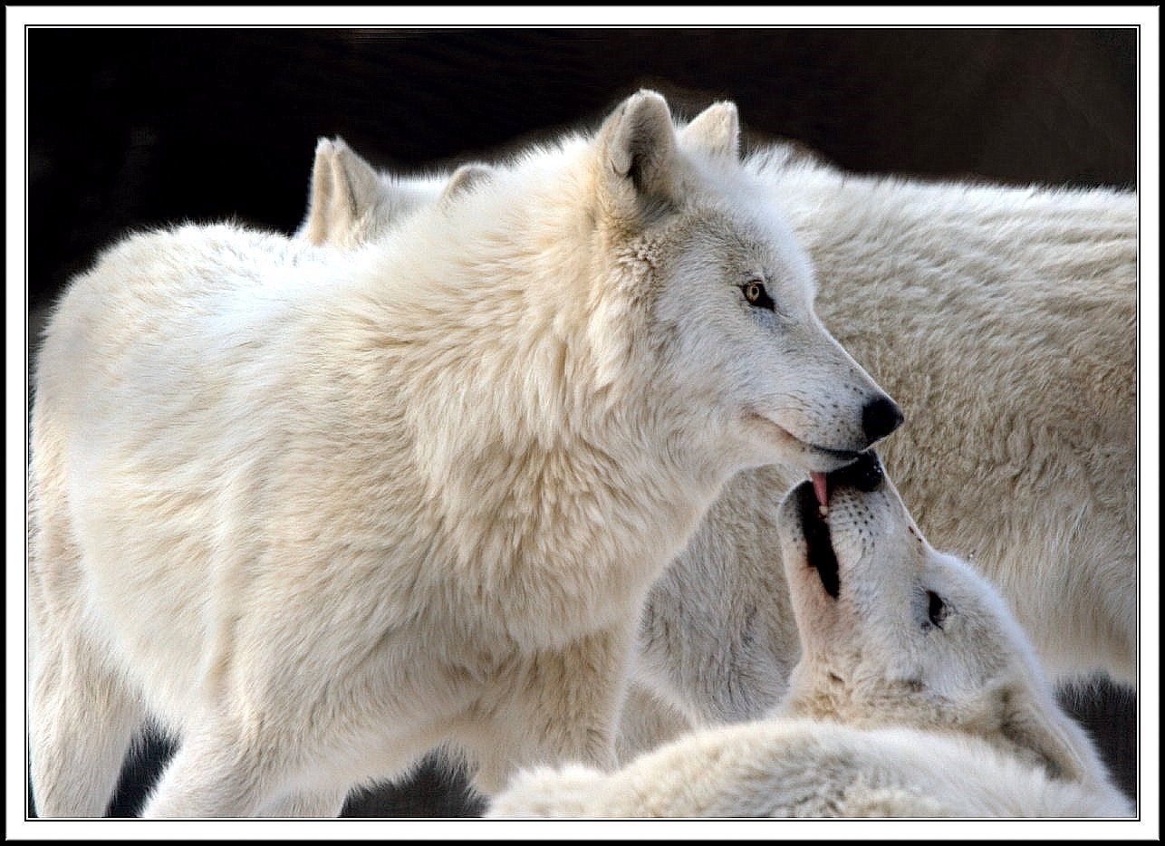 Wolves Photo: White Wolf Family. Wolf photo, White wolf, Wolf dog