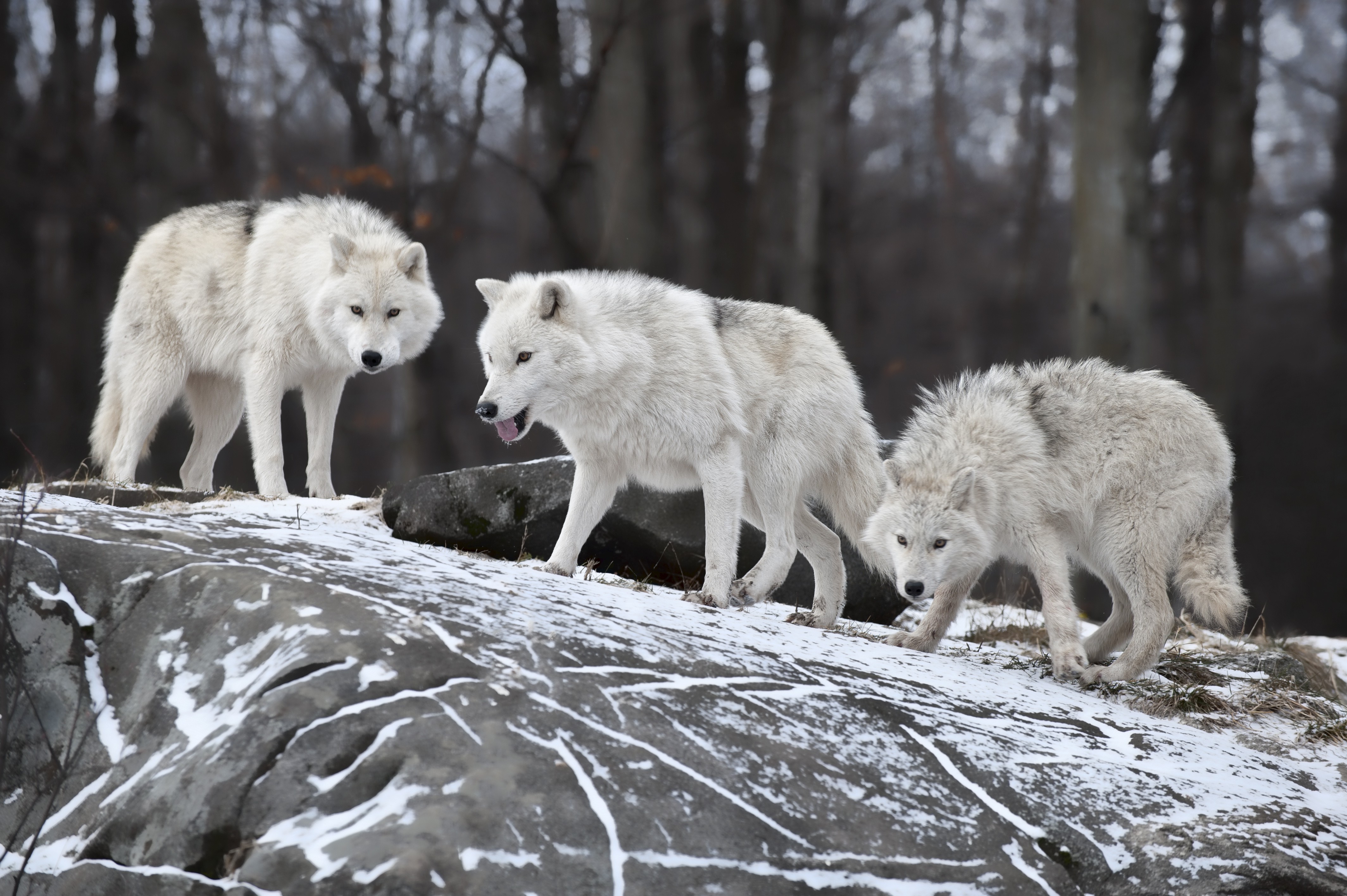 animals, Wolf, Snow, Rock Wallpaper HD / Desktop and Mobile Background