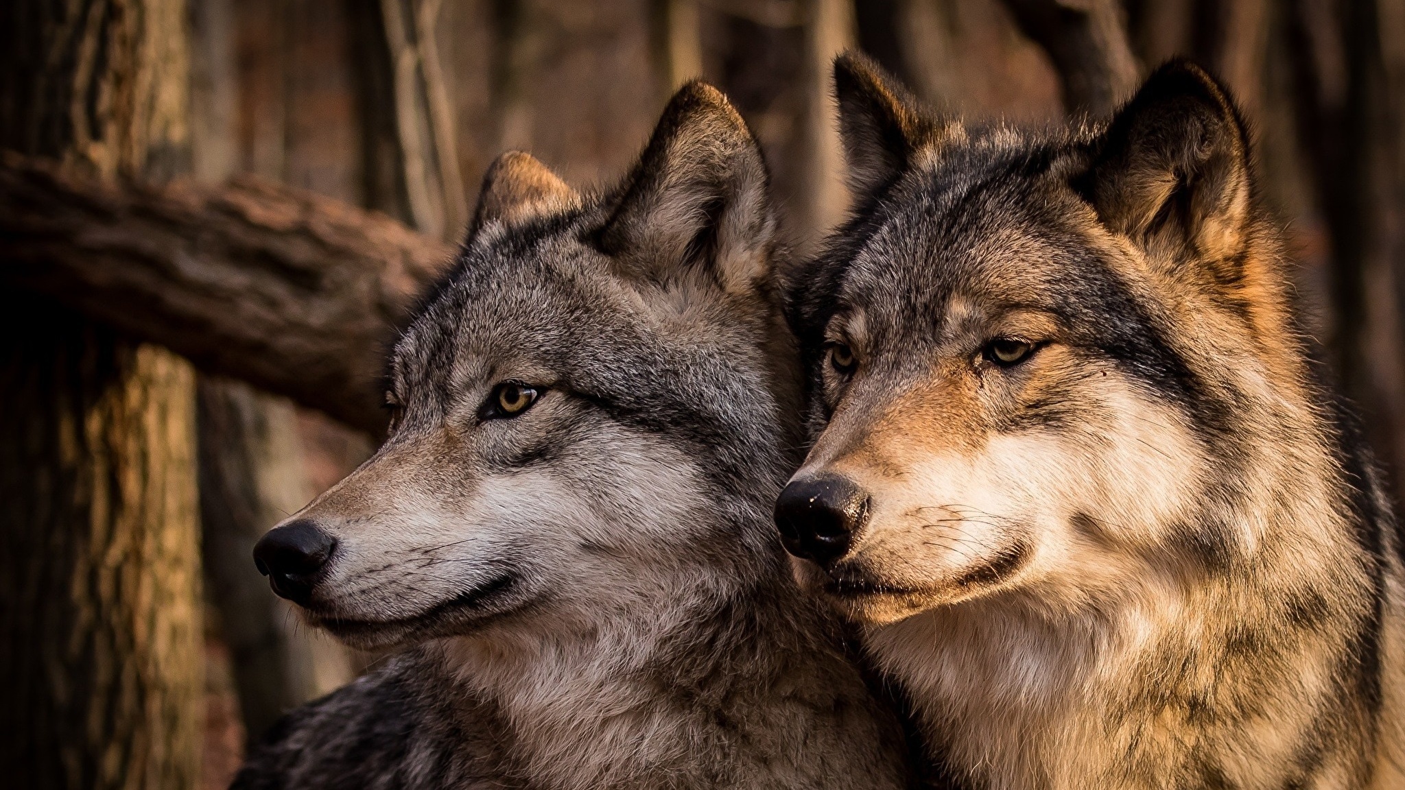 Download wallpaper and image wolves, couple, family, wolf for the desktop in resolution 2048x1152