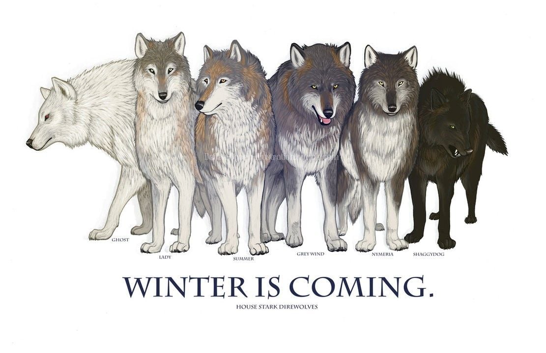 Game of Thrones Wolf Wallpaper Free Game of Thrones Wolf Background