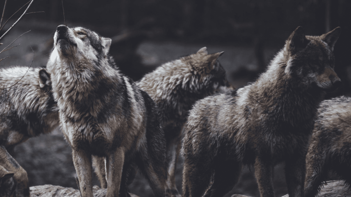 Wolves 101: Habitat, Diet, Communication, and Conservation