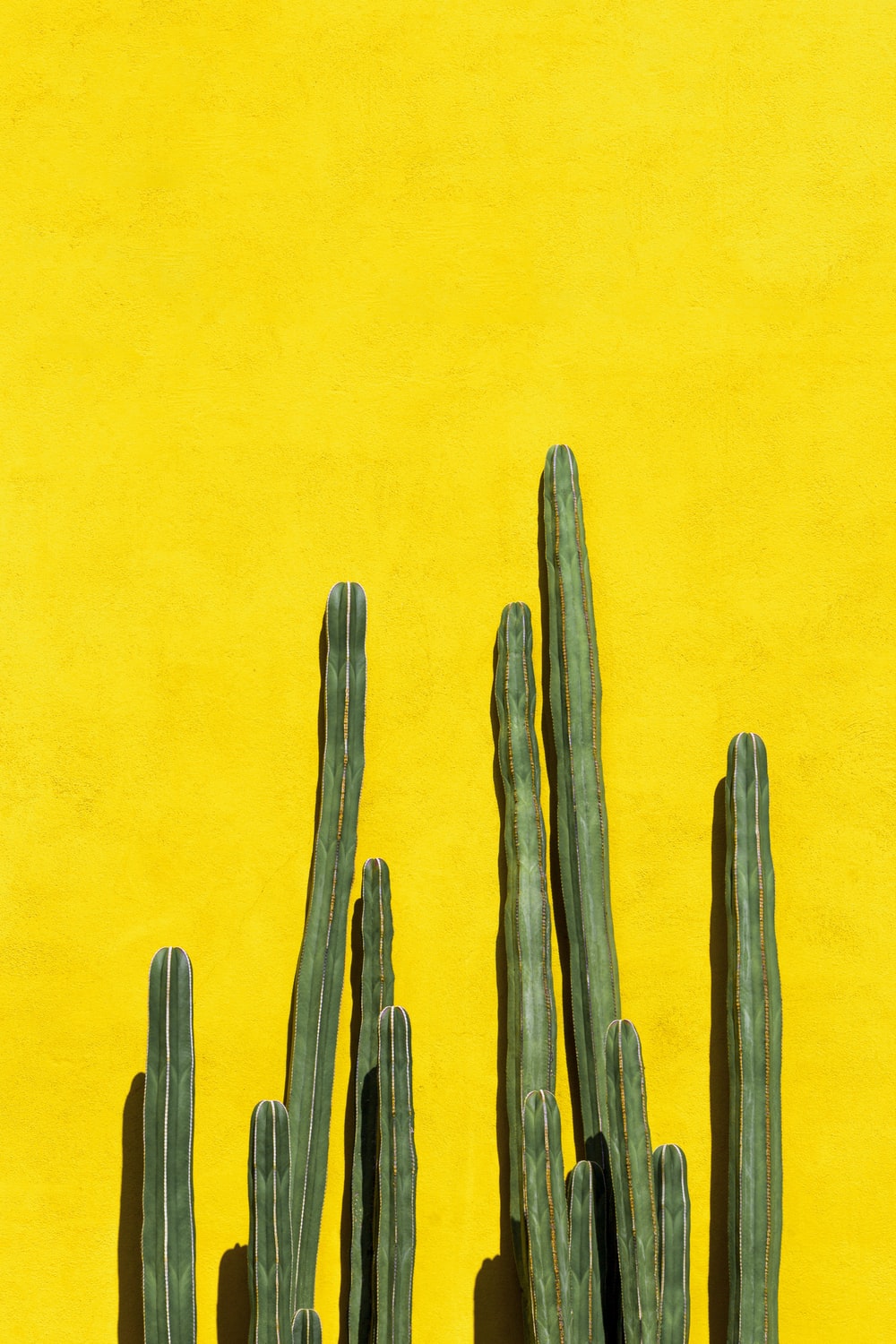 Cactus Wallpaper Picture. Download Free Image