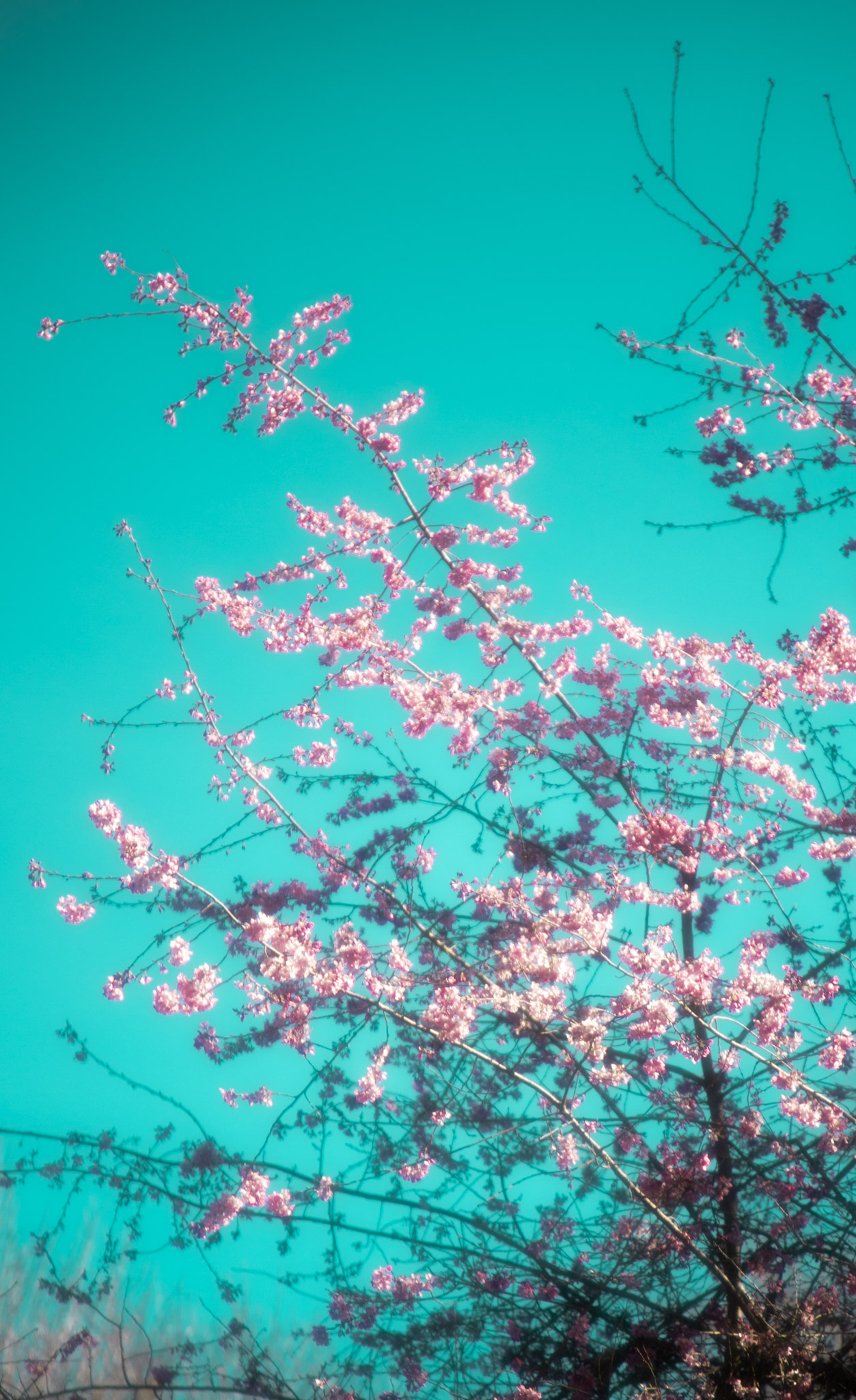 Cherry Blossoms have begun, had to recreate the Arizona Green Tea aesthetic