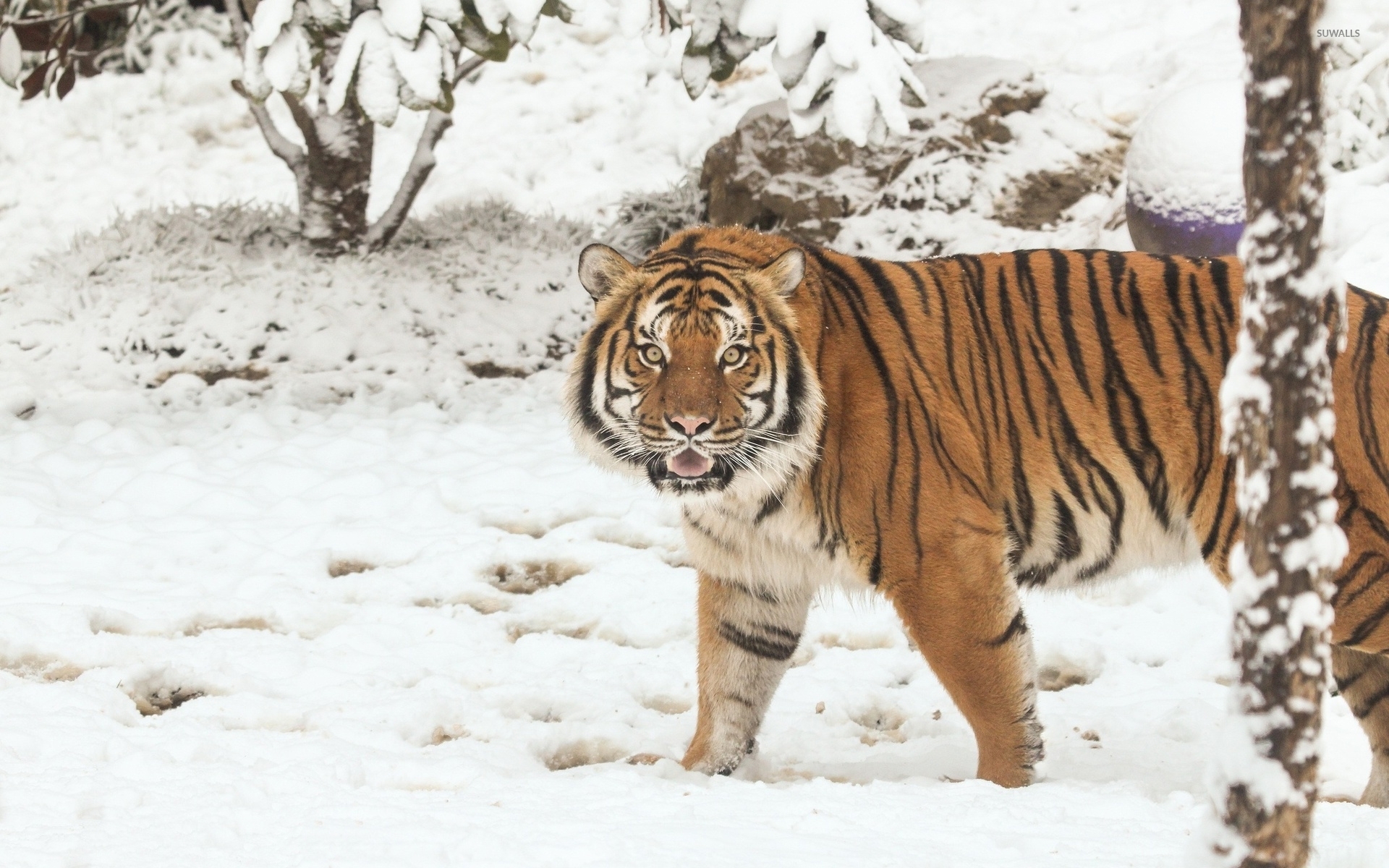 Majestic tiger in the snow wallpaper