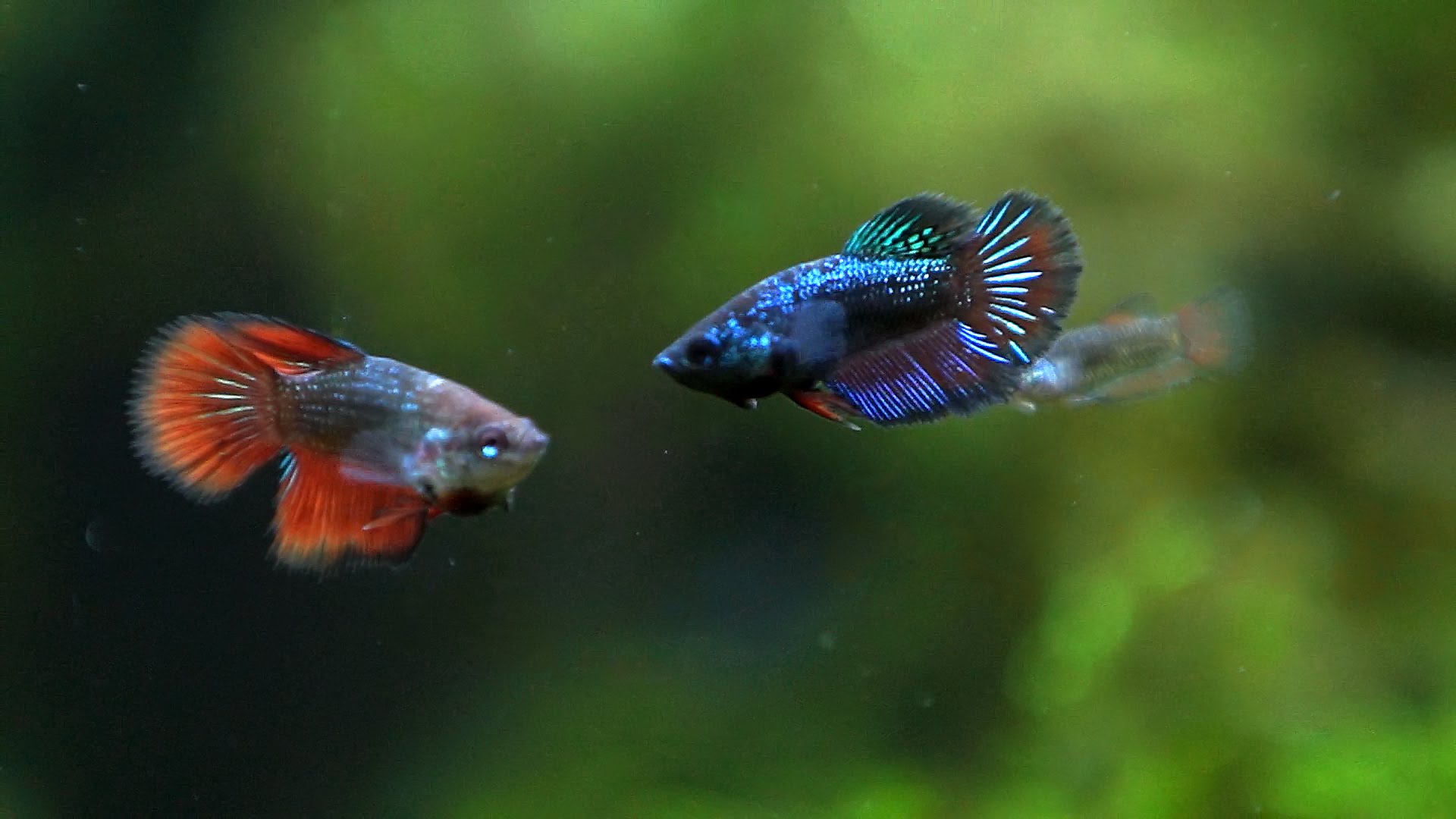 The Pros And Cons Of Owning A Betta Fish In College Fish 6 Months