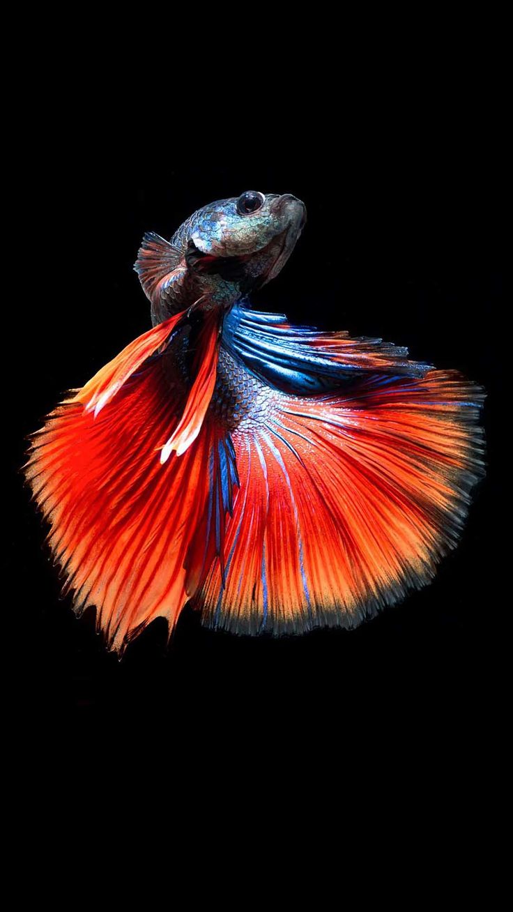 Betta Fish 6. Betta fish, Betta, Aquarium fish tank