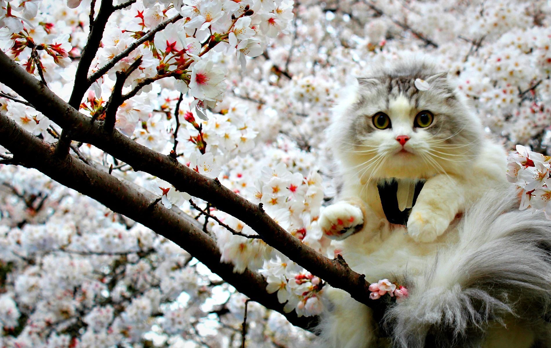 Spring Cat Wallpaper Free Spring Cat Background