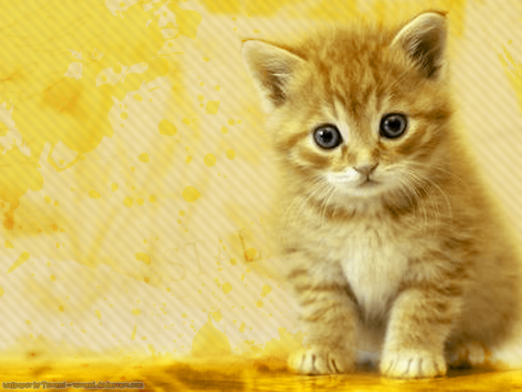 Free download Cute Cats and Kittens [1024x768] for your Desktop, Mobile & Tablet. Explore Computer Wallpaper Spring Cats. Abstract Spring Desktop Wallpaper, Kitten Spring Wallpaper, Spring Wallpaper Background