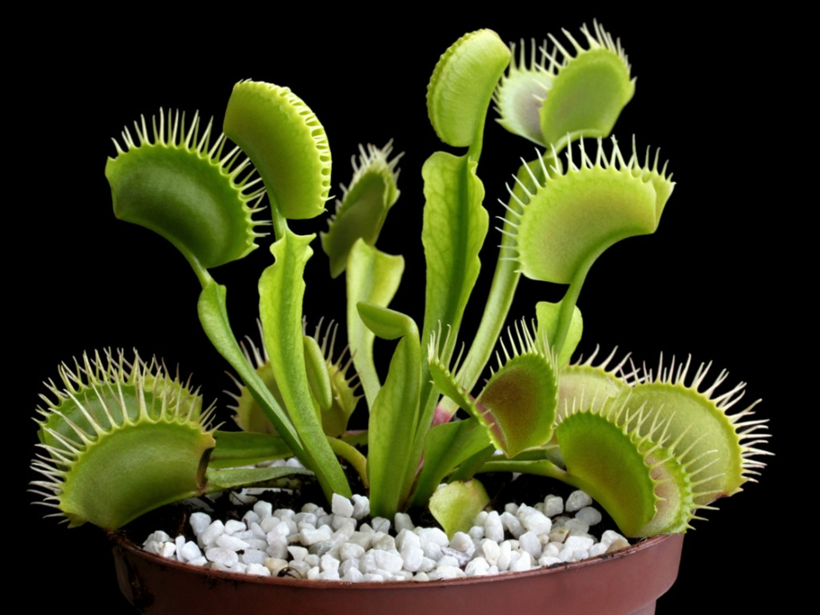 venus-flytrap-wallpapers-wallpaper-cave