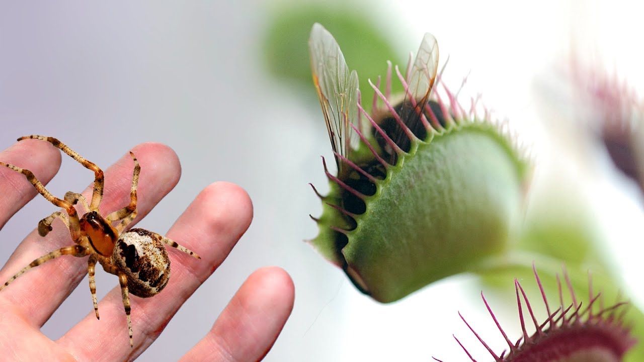 A Large Venus Flytrap VS a Spider