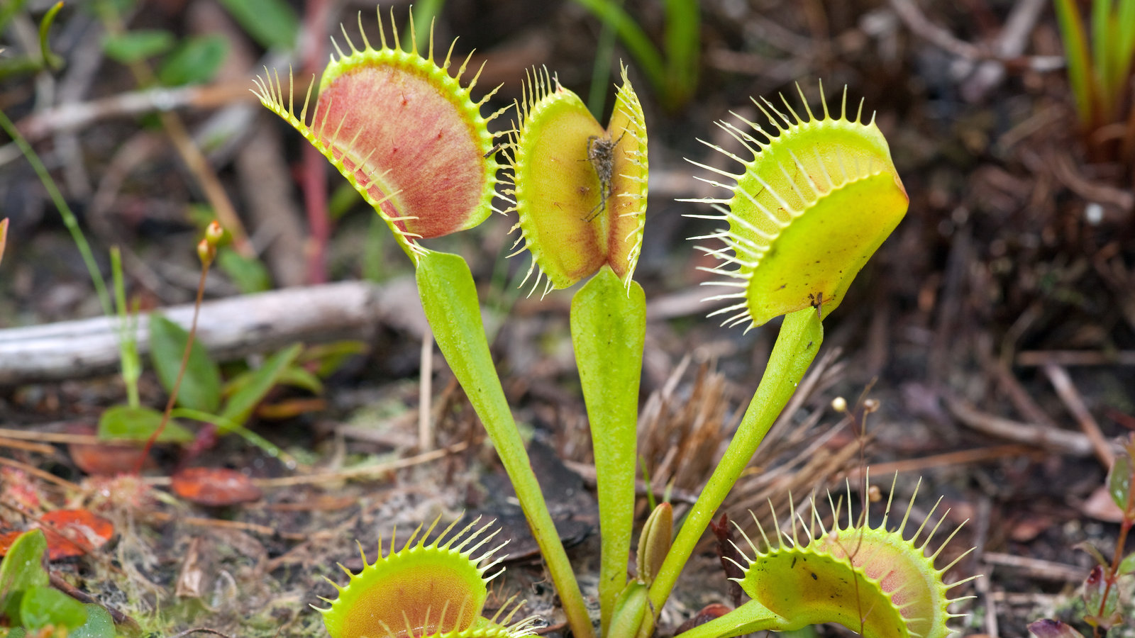 Venus Flytraps Need Protection From Poachers in North Carolina
