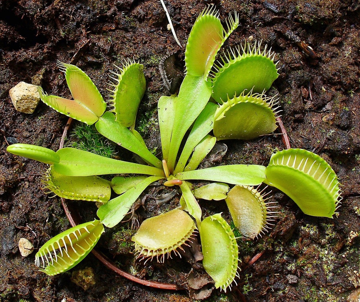 The Fascinating Venus Flytrap: A Carnivorous Plant in Trouble