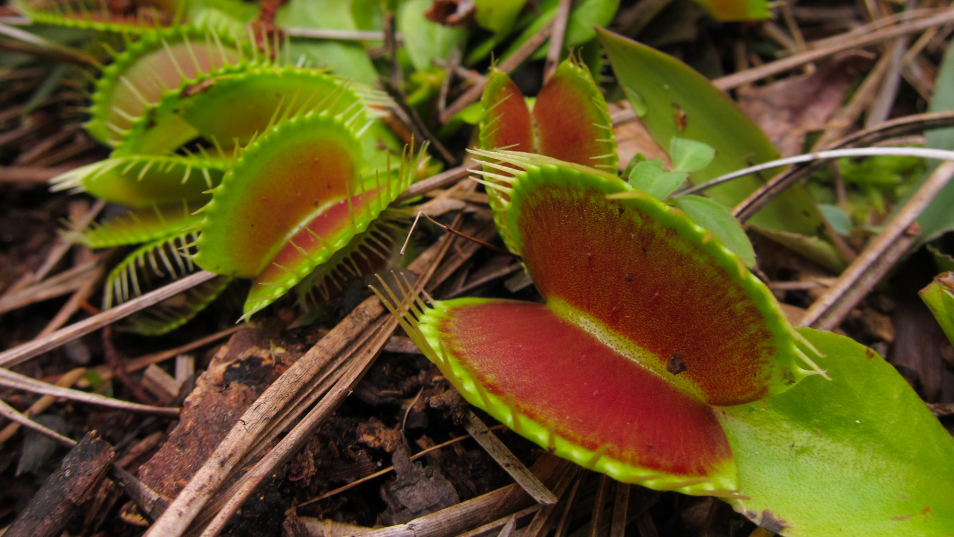 The Venus Flytrap (Warning: Not For The Faint Hearted)