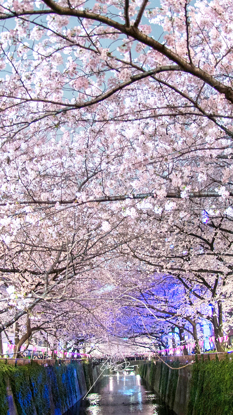 Japan's Cherry Blossom Wallpaper.