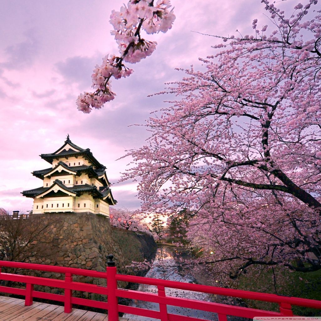Cherry Blossoms, Japan HD desktop wallpaper, High Definition. Japan cherry blossom, Japanese landscape, Cherry blossom japan