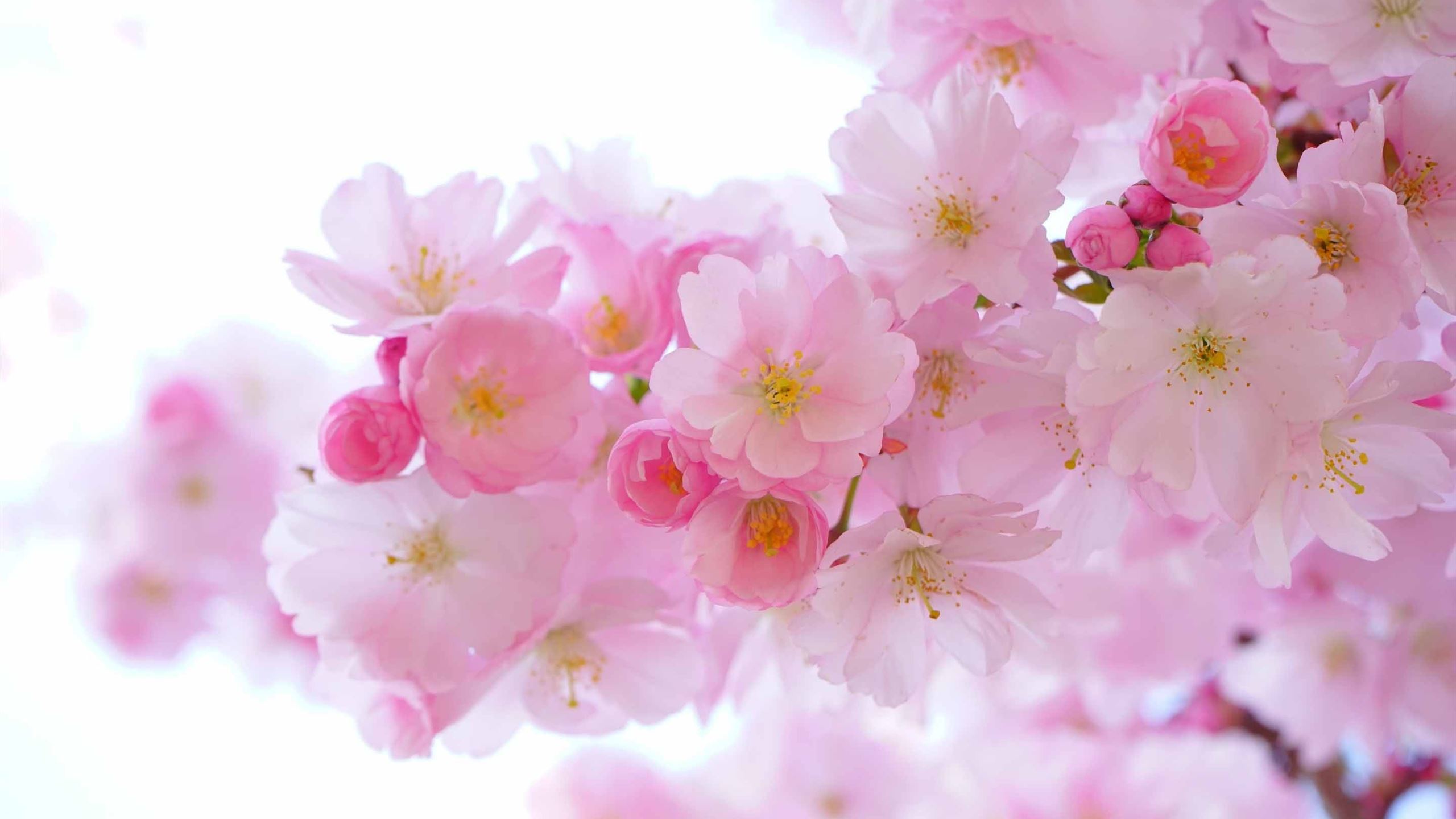 Japanese Cherry Tree MacBook Air Wallpaper Download