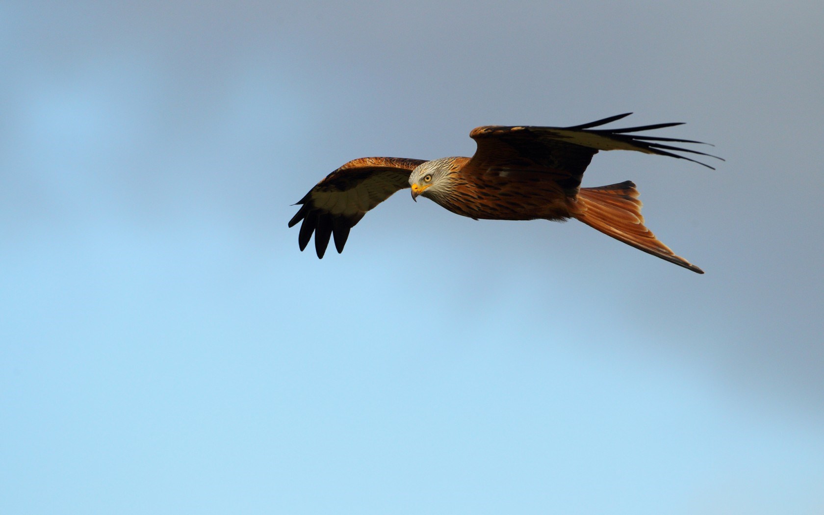 Red Kite Bird of Prey wallpaperx1050