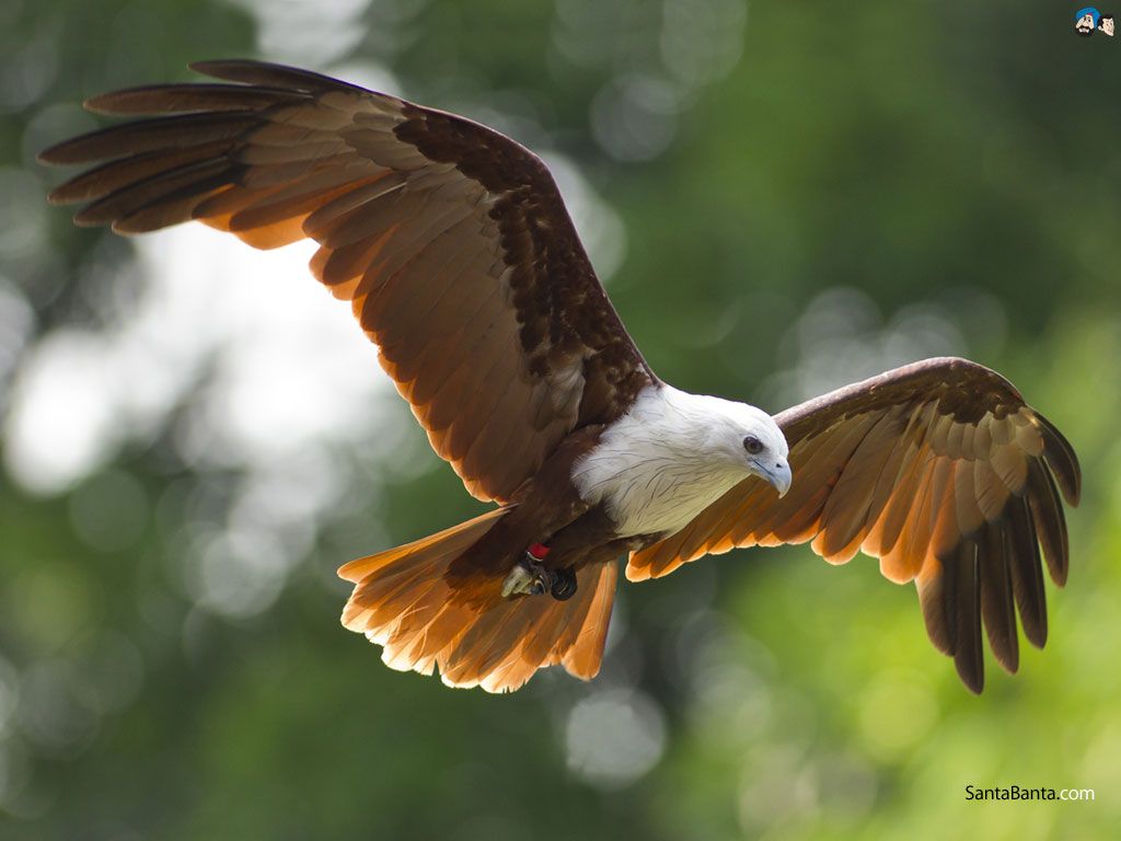 pictures of a kite bird