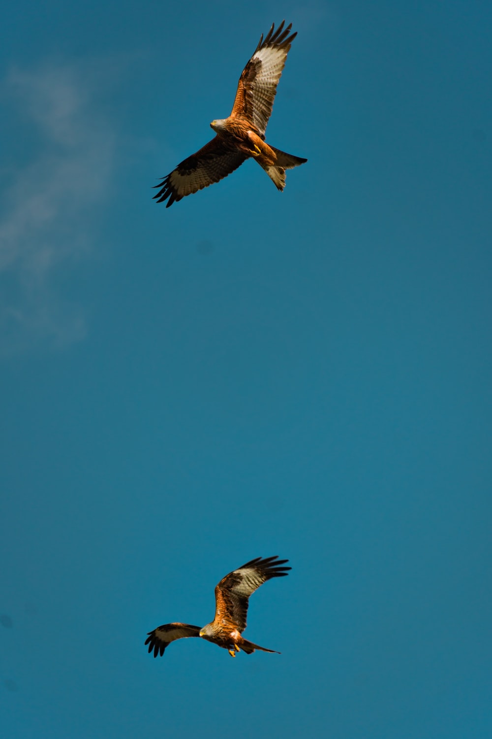 Red Kite Picture. Download Free Image