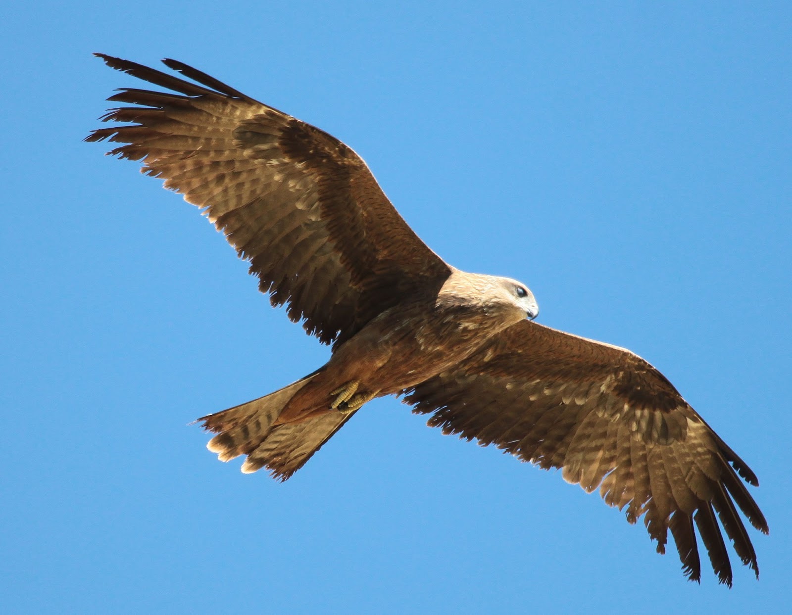 Kite Bird Wallpapers - Wallpaper Cave