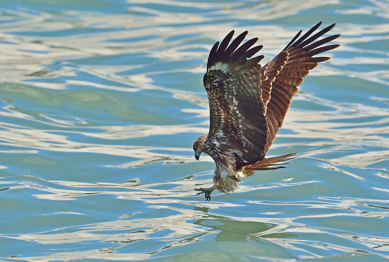 Black Kite Desktop Wallpaper 20707