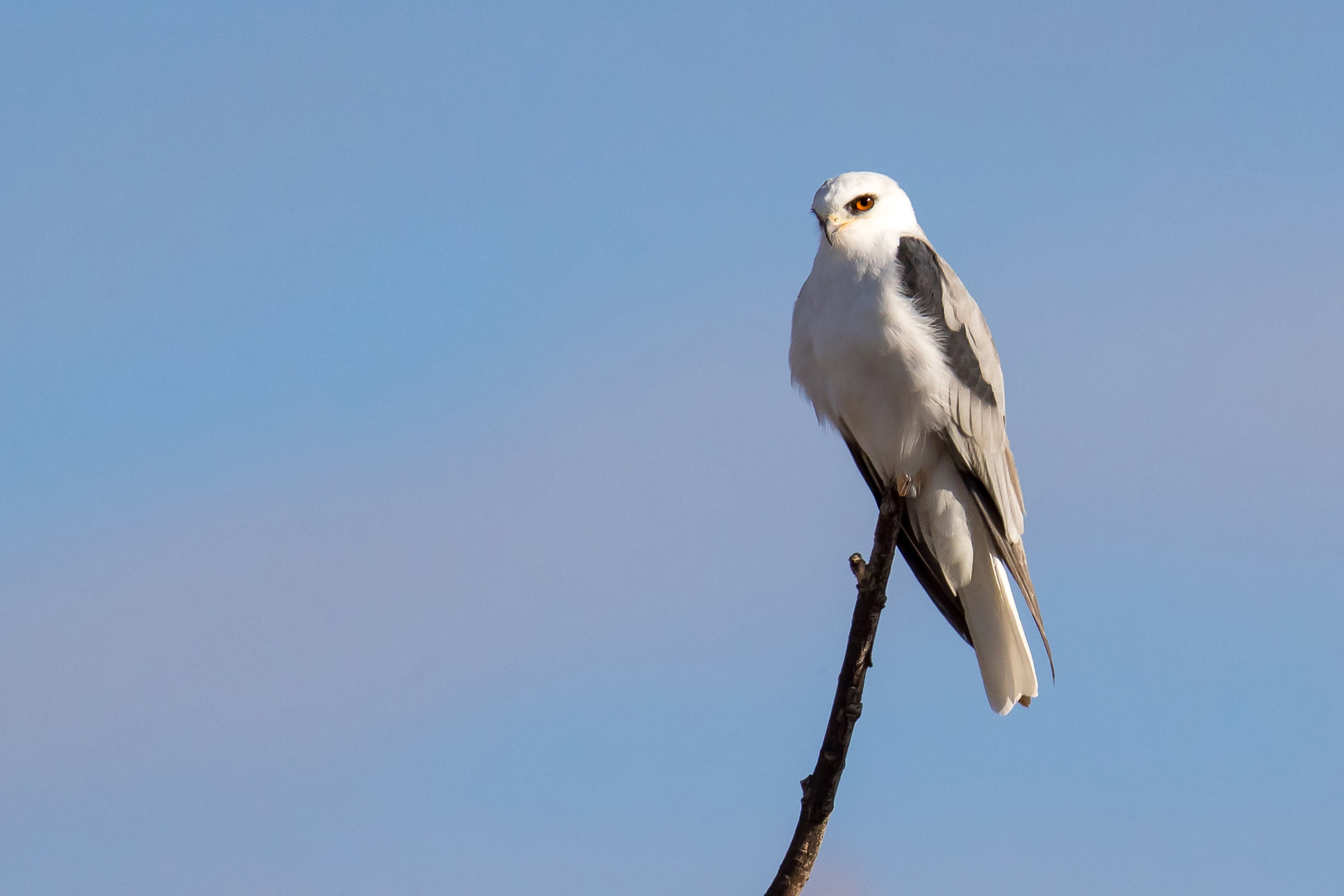 White Tailed Kite. Audubon Field Guide